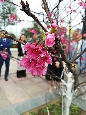 バクニン省、バクザン省での桜植樹式